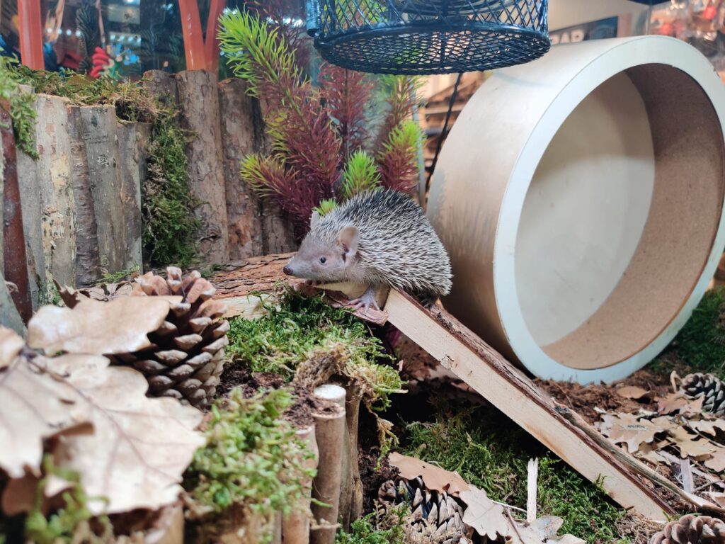 Scape voor een Tenrec egel