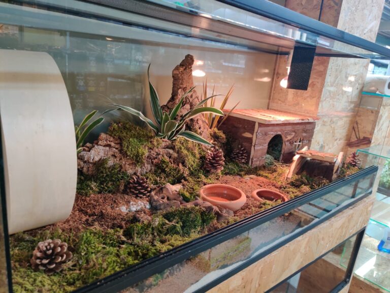 Scape voor een Witbuikegel