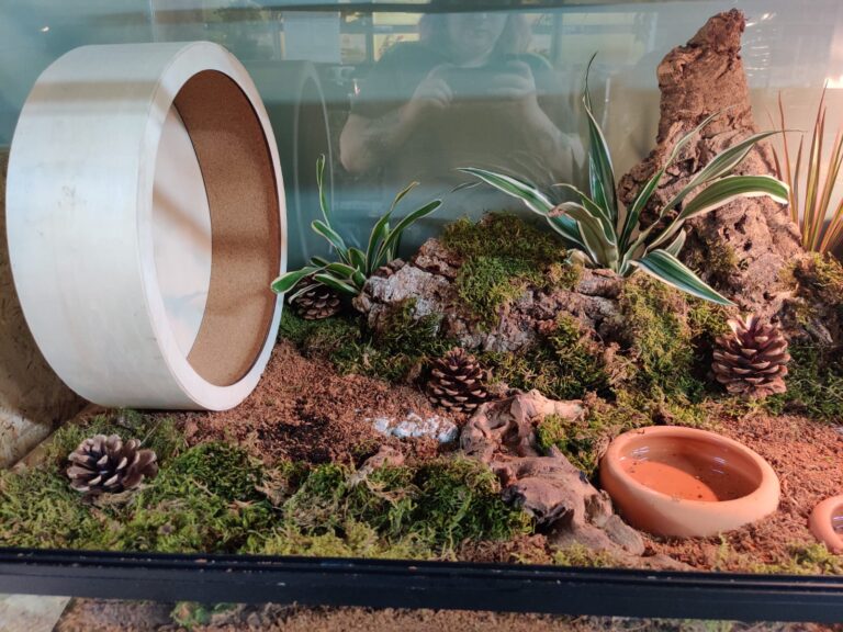 Scape voor een Witbuikegel