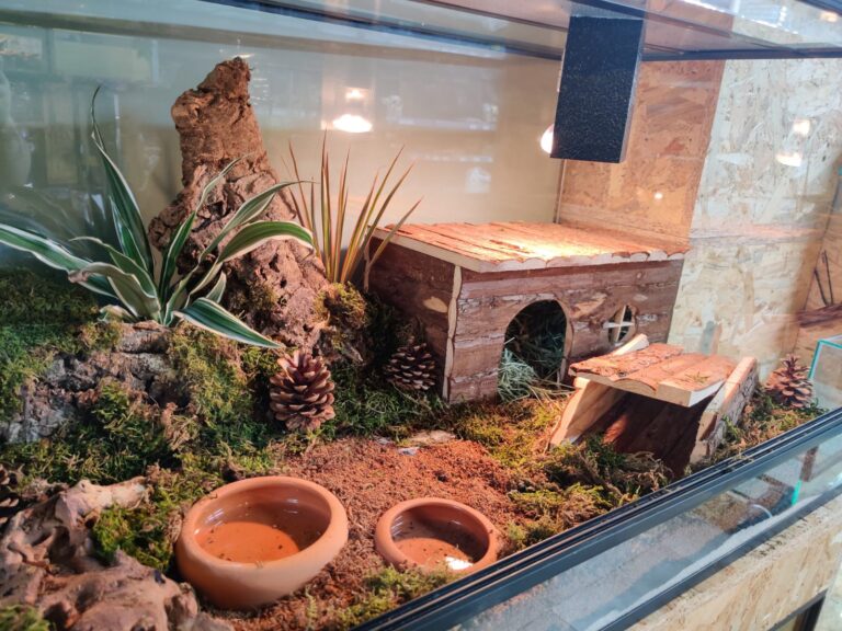 Scape voor een Witbuikegel