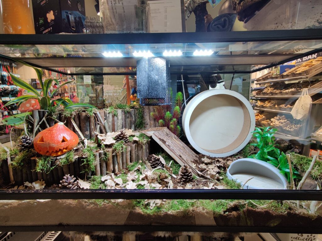 Scape voor een Tenrec egel