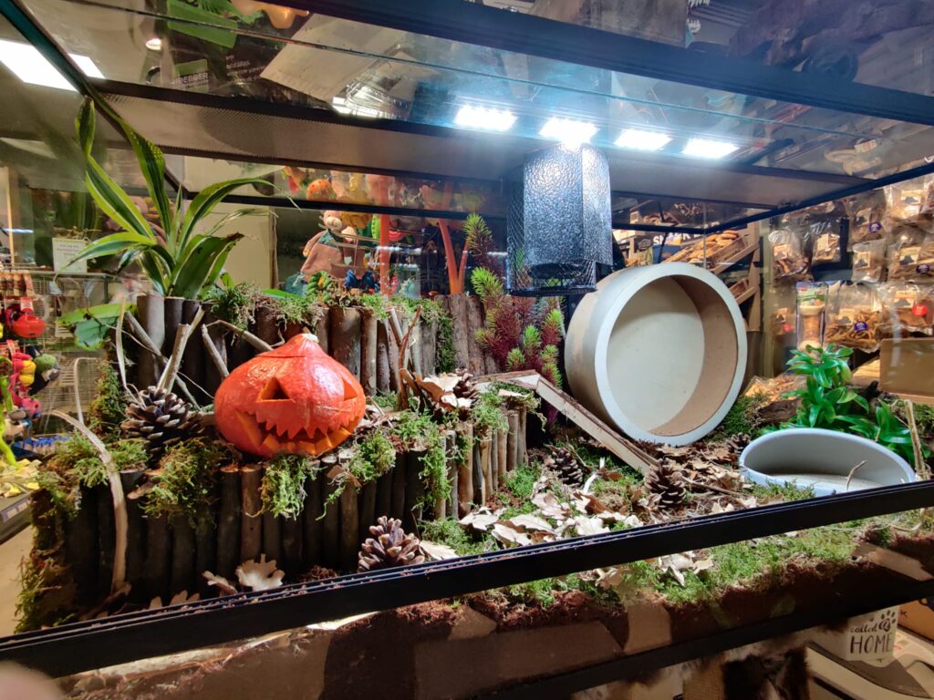 Scape voor een Tenrec egel