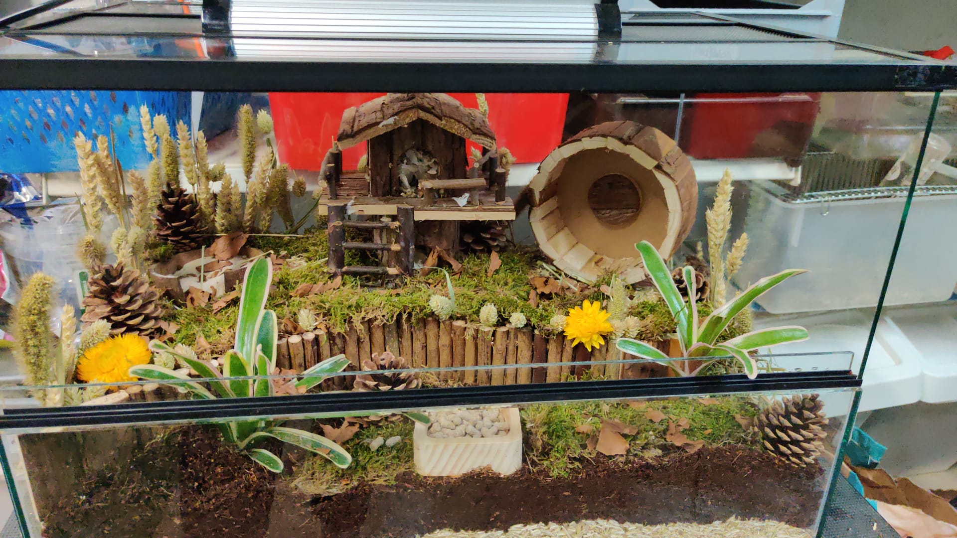 Hamsterscape voor Dwerghamster