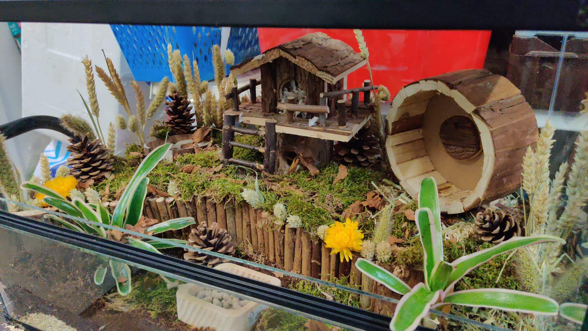 Hamsterscape voor Dwerghamster