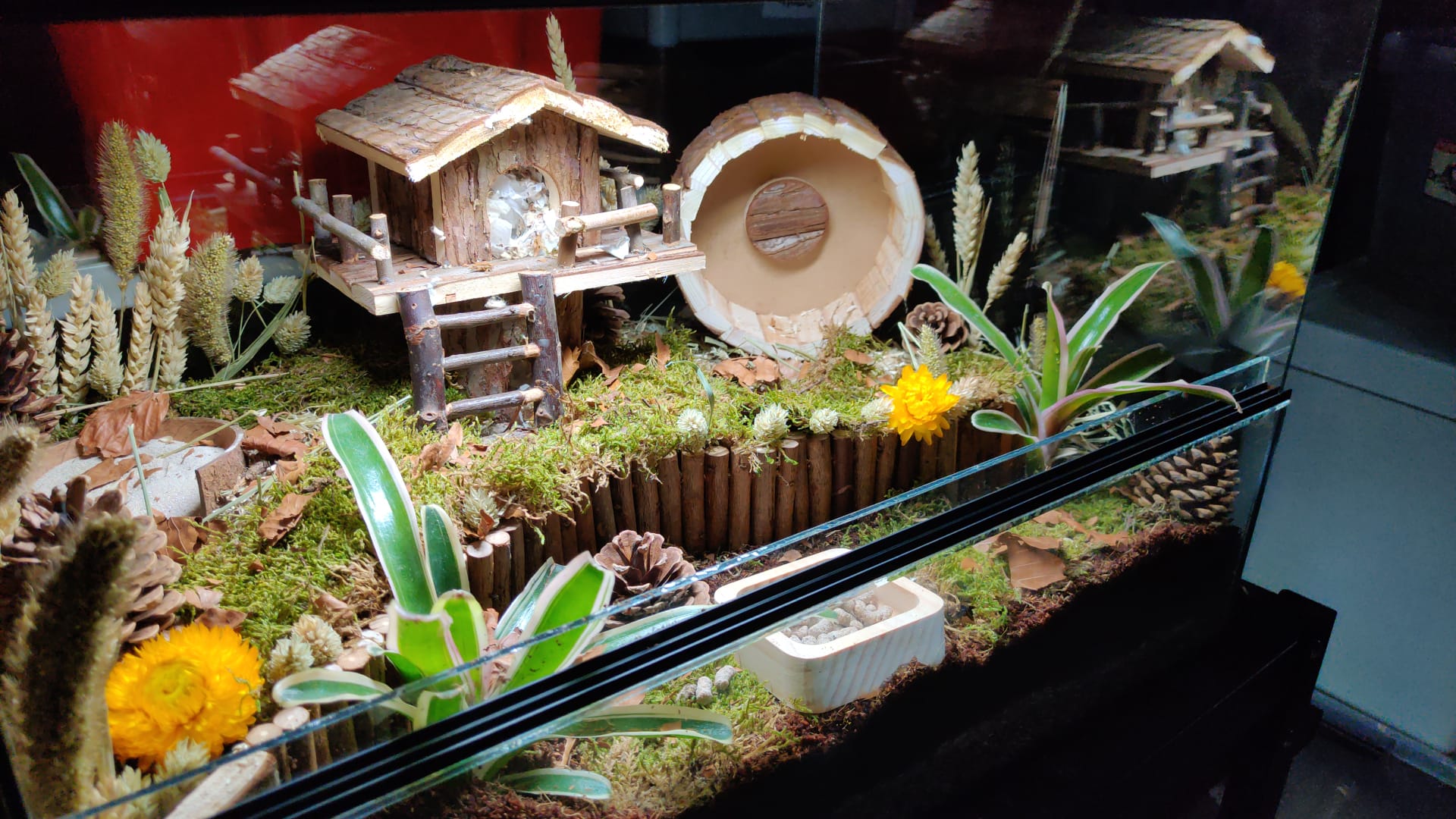 Hamsterscape voor Dwerghamster