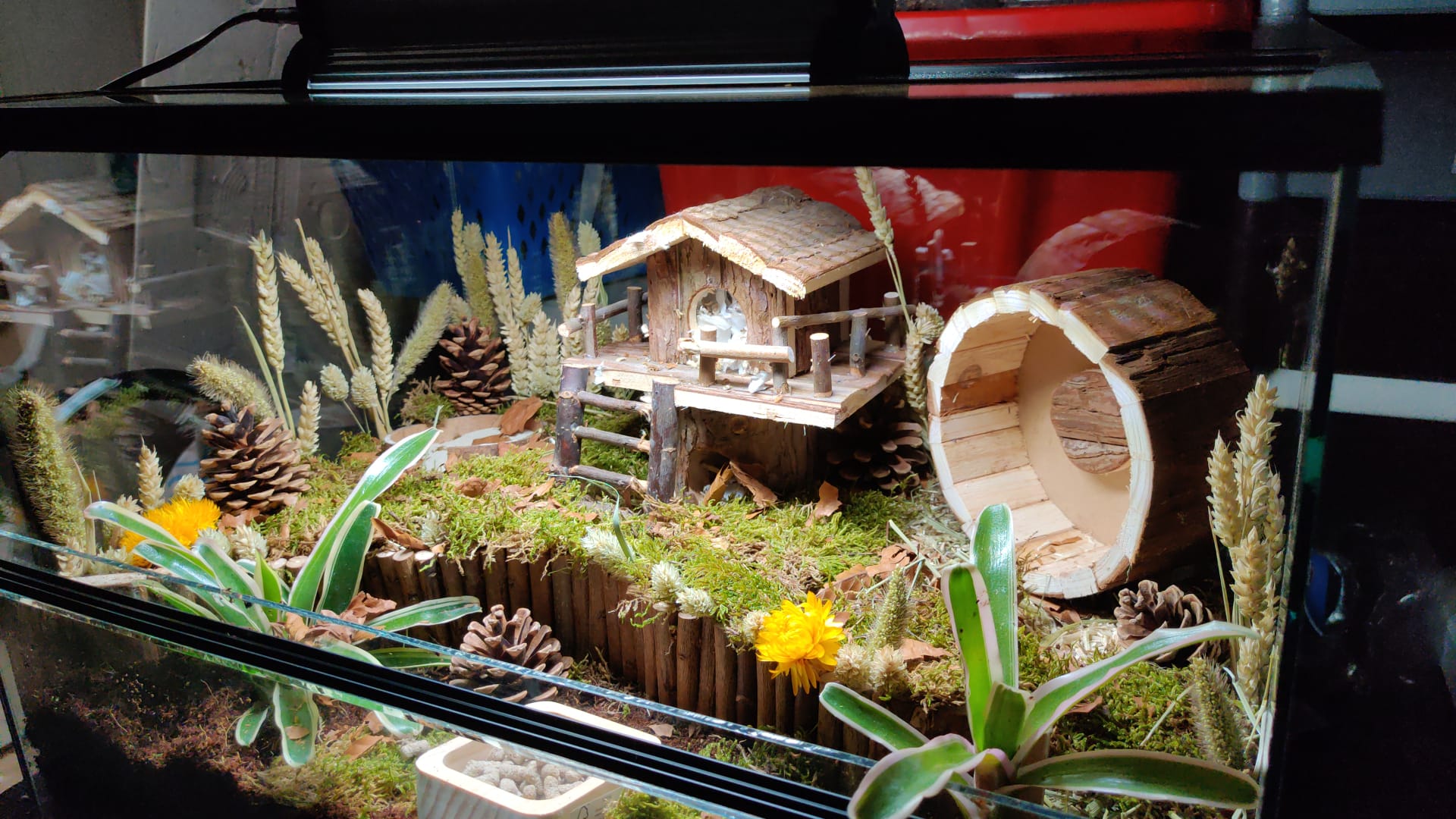 Hamsterscape voor Dwerghamster