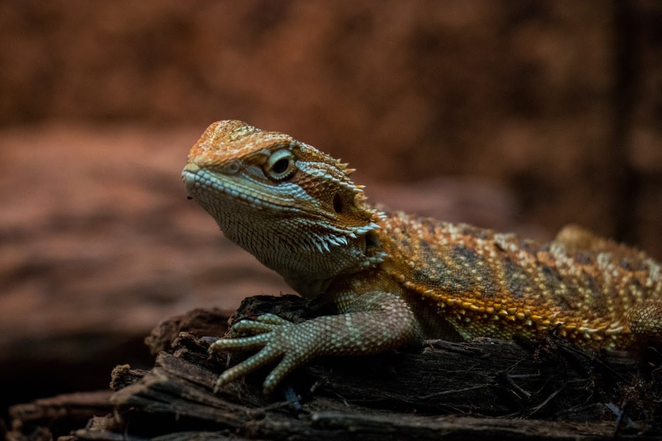 Reptielen DSZ Den Bosch