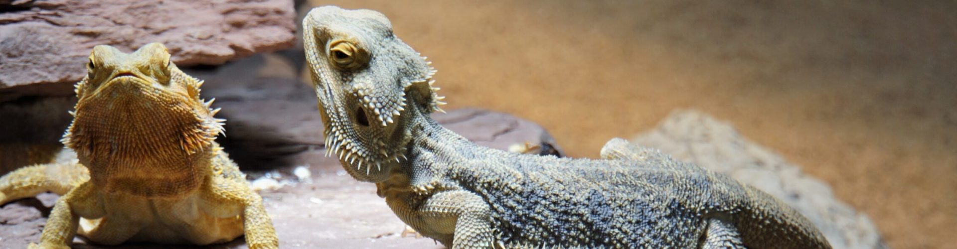 bearded-dragon-4901547
