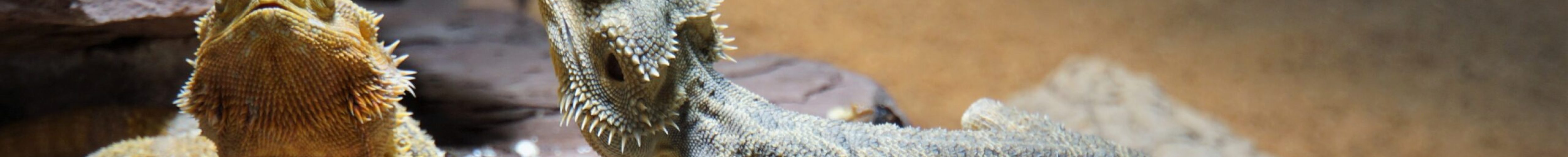 bearded-dragon-4901547 bearded-dragon-4901547