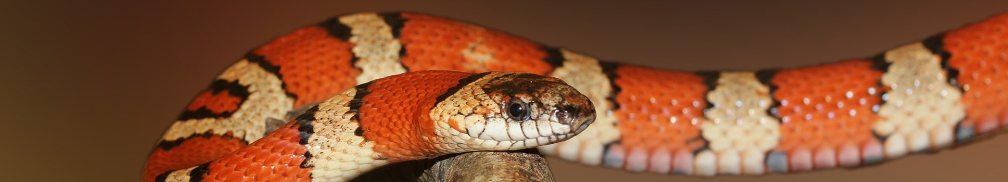 kingsnake-502263_1920 kingsnake-502263_1920