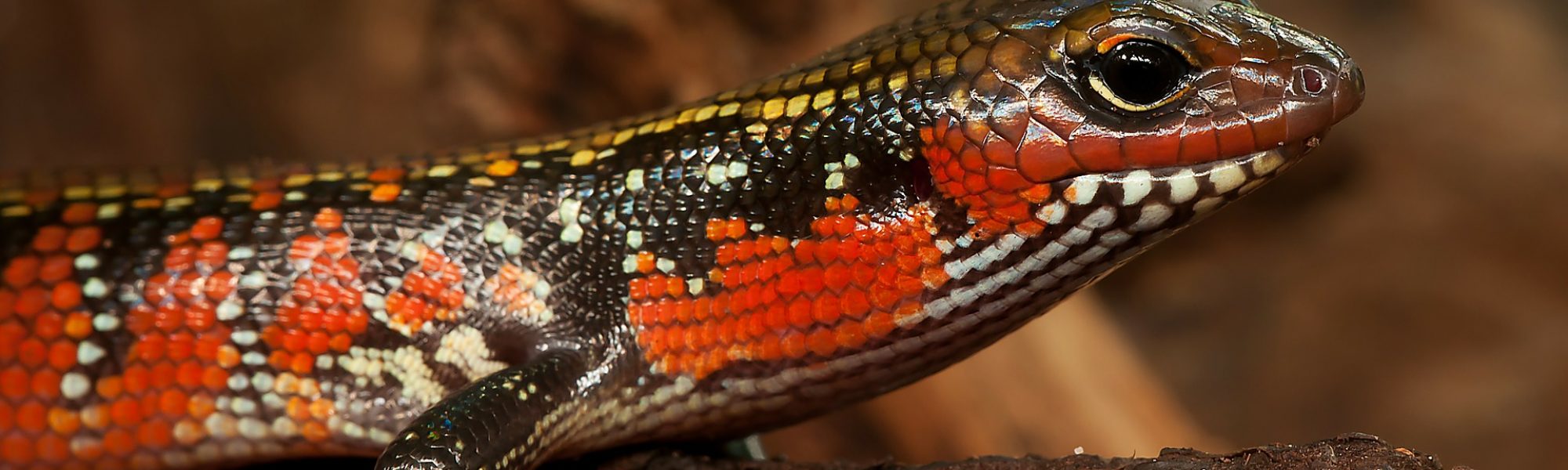 splendor-skink-261800_1920 splendor-skink-261800_1920